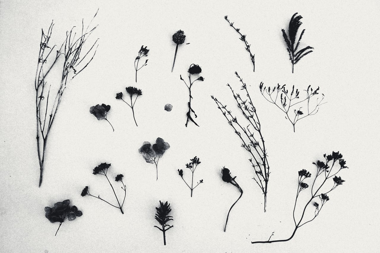 Dried botanical samples laid out on a pale table, seen from above
